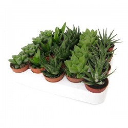 HAWORTHIA assorti P5.5