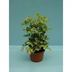 SCHEFFLERA arboricola...