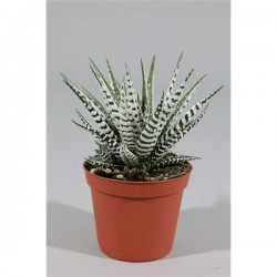 HAWORTHIA fasciata 'Alba' P8