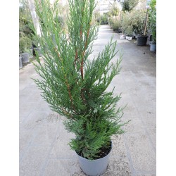 CUPRESSOCYPARIS leylandii...