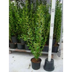 Ligustrum ovalifolium...