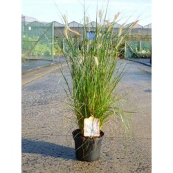 Pennisetum alopecuroides...