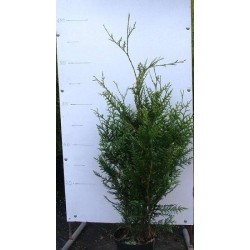 Thuja plicata atrovirens...