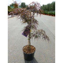 Acer palmatum 'garnet'...