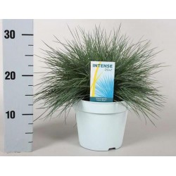 Festuca glauca 'intense...