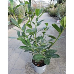 PRUNUS laurocerasus...
