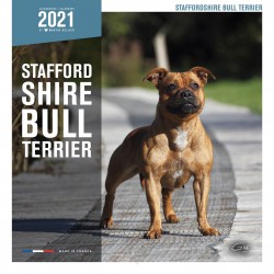 Calendrier staff bull terrier