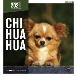 Calendrier chihuahua