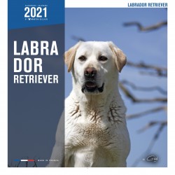 Calendrier labrador