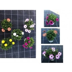 OSTEOSPERMUM 6029091 P14