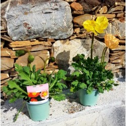 PAPAVER 6029091 P14