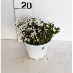 IBERIS sempervirens P14