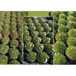 SAXIFRAGA 6029091 P14