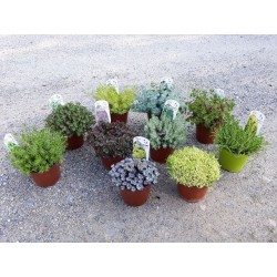 SEDUM montanum P14