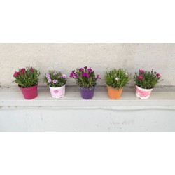 DIANTHUS 6029091 P12