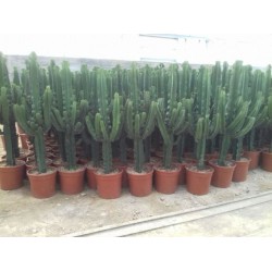EUPHORBE erythrea 160/170 P30