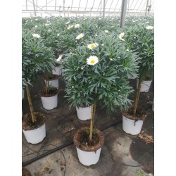ANTHEMIS frutescens TG...