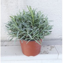 LAVANDULA 6029050 P18