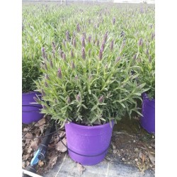 Lavandula stoechas tfe-p18