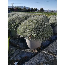 LAVANDULA 6029050 P45