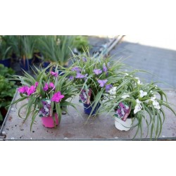 TRADESCANTIA P14