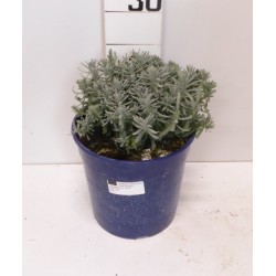 LAVANDULA angustifolia...