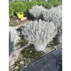 HELICHRYSUM italicum P25