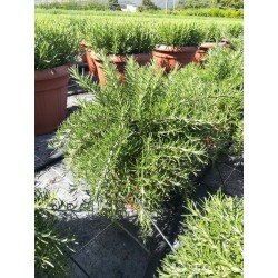 ROMARIN rampant 6029050 P25