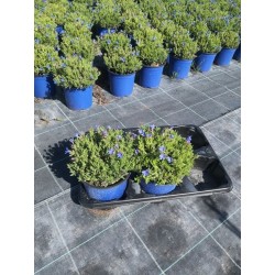 LITHODORA 6029091 P14