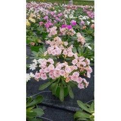 LEWISIA P14