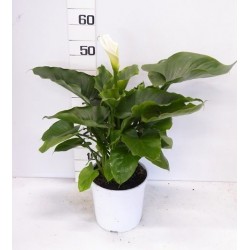 ARUM 6029091 P18