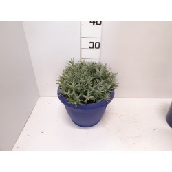 LAVANDULA angustifolia...