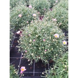 ANTHEMIS frutescens 6029091...
