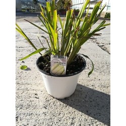 CYMBOPOGON P14