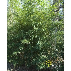 Phyllostachys aurea...