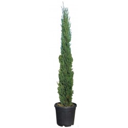 Cupressus sempervirens...