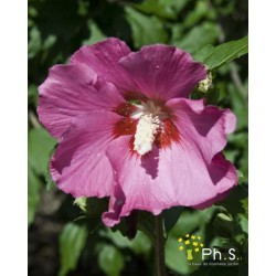 Hibiscus syriacus TFE-C10l