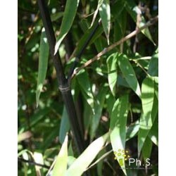 PHYLLOSTACHYS nigra 100/150...