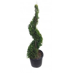 CUPRESSOCYPARIS leylandii...