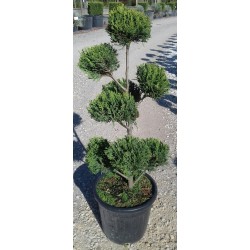 CUPRESSOCYPARIS leylandii...
