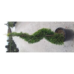 Cupressocyparis leyandii...