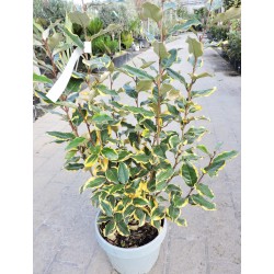 ELAEAGNUS submacrophylla...