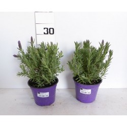LAVANDULA stoechas P14