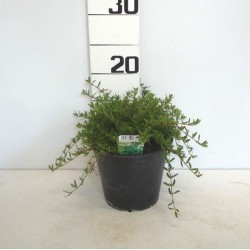 SARRIETTE des Montagnes MPS...