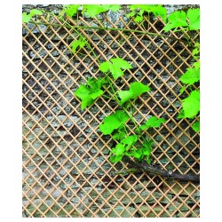 Treillis WICK 50-H150