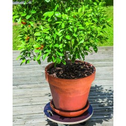 FLORA ROLL STRONG Roule pot...