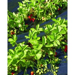 Film paillage FRESAFILM...