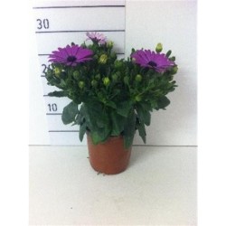 OSTEOSPERMUM ecklonis P13
