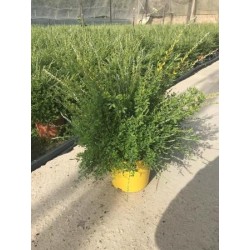 GENISTA maderensis C5L-TST