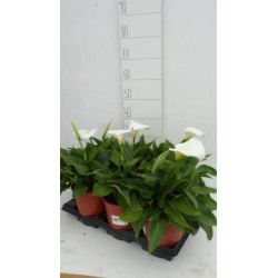 ARUM C3L